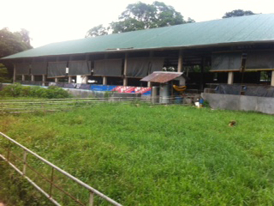 For Sale Piggery Farm with in Pandi Bulacan anahaw.ph