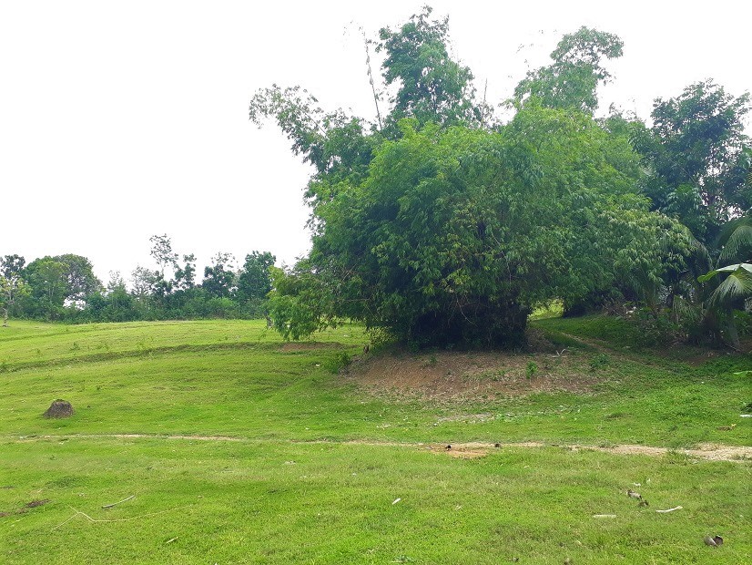 1.37ha CleanTitled Land for Sale in Barili Cebu at P5M anahaw.ph